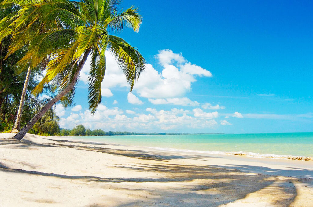 A golden sandy beach with palm trees