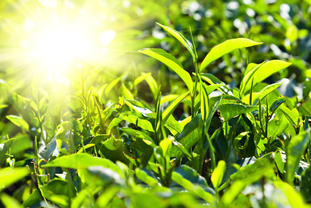 Tea plants growing on a plantation in the bright sunshine