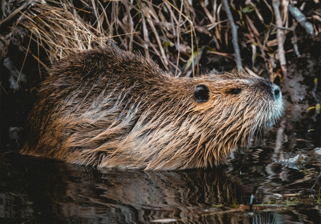 A Eurasian Beaver at the waters edge