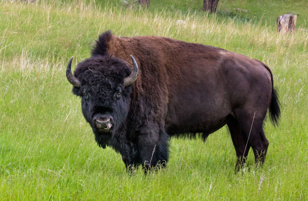 A European Bison standing side on in a grass field