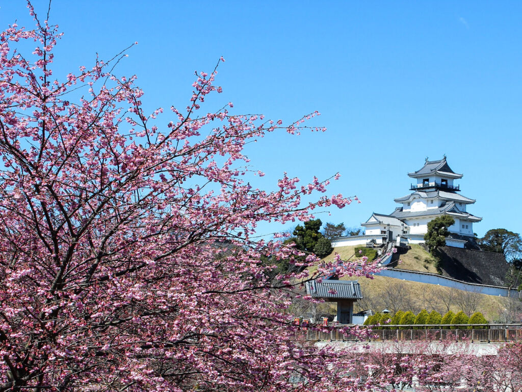 The castle framed by a Cherry Blossom tree
