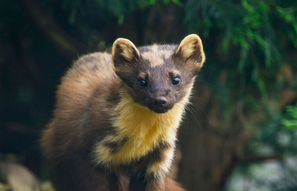 Six Unusual Animals that are Once More Calling the UK Countryside Home