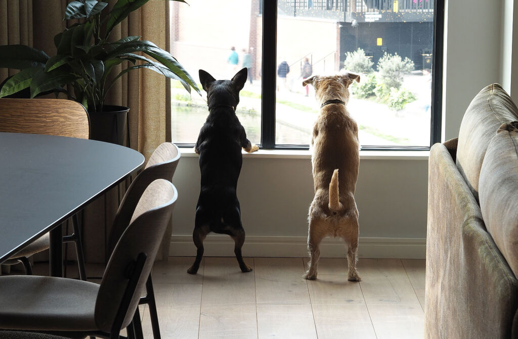 Two dogs watching passers by from the window