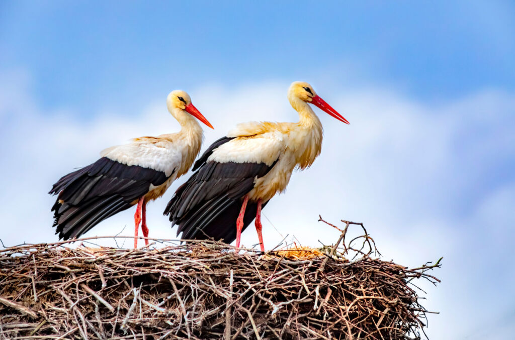 Two White Storks guarding their huge nest