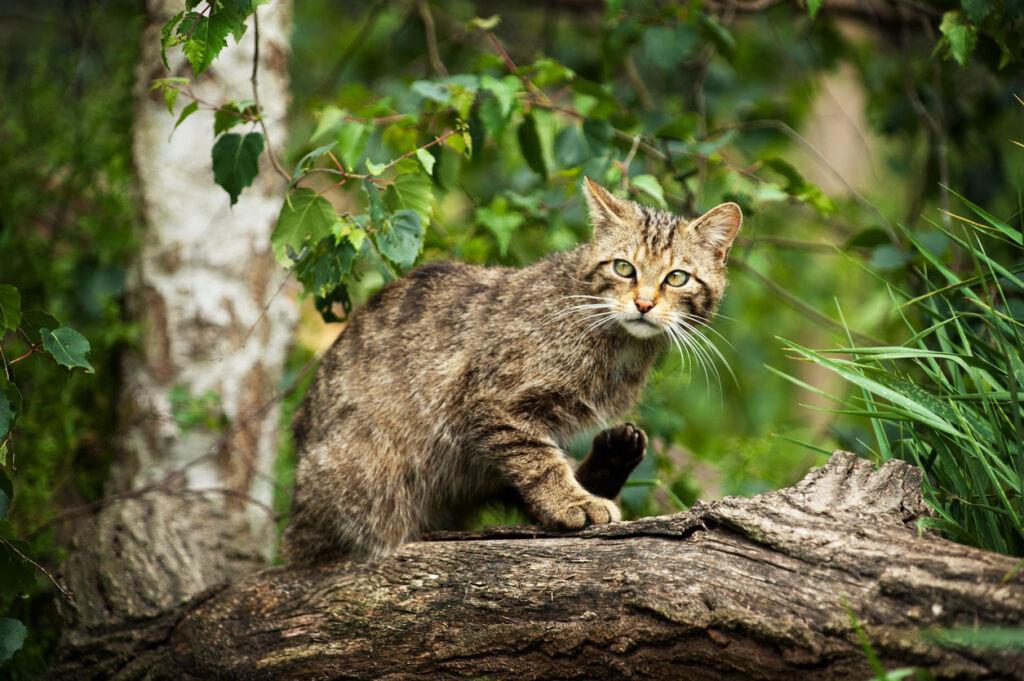 A Wildcat in a British forest