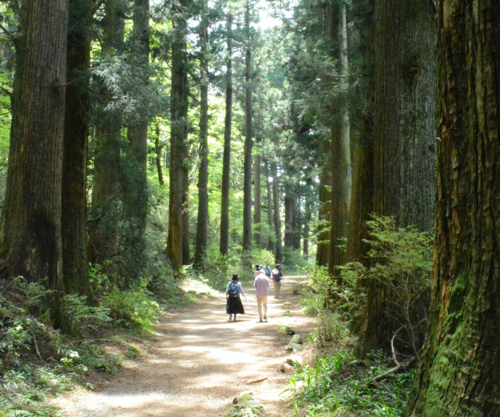 People walking through a cedar forest