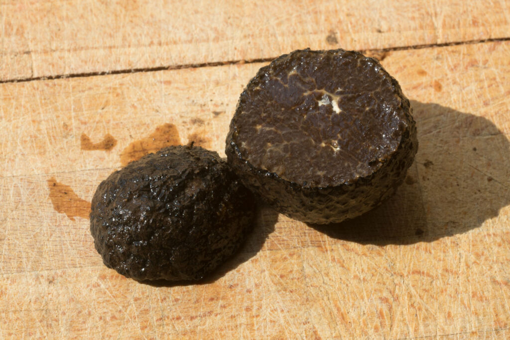 A freshly picked and sliced, round black truffle