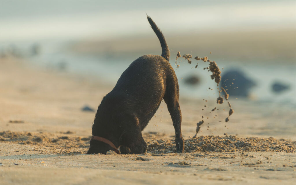 A dog burying its head in the sand