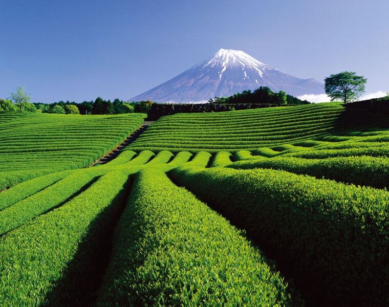 How Shizuoka, Japan's Green Tea Haven, is Celebrating International Tea Day 2023