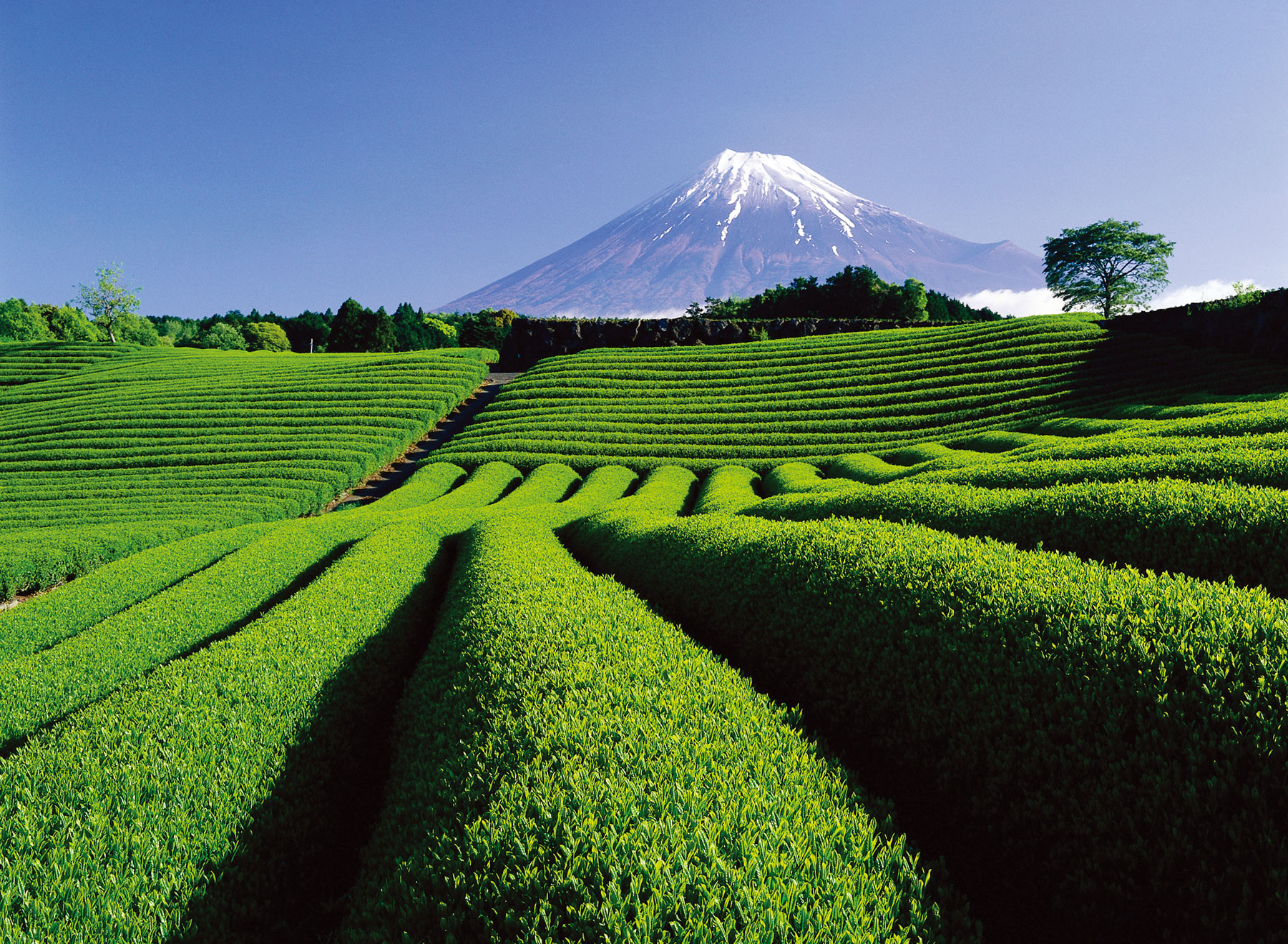 https://www.luxuriousmagazine.com/wp-content/uploads/2023/05/Green-tea-fields-with-Mt.-Fuji-in-the-background.jpg