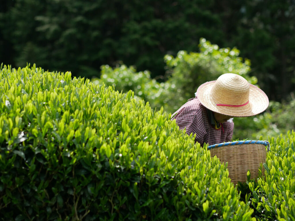 A worker picking tea leaves by hand