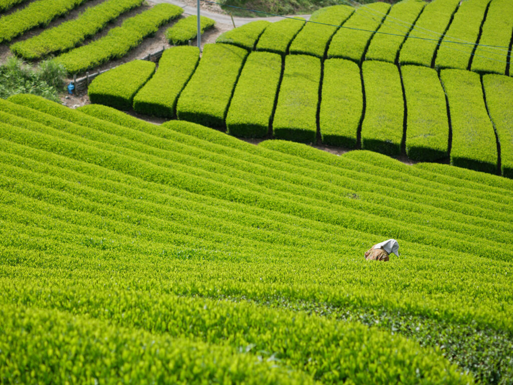 An aerial view of a worker in the beautifully manicured tea fields