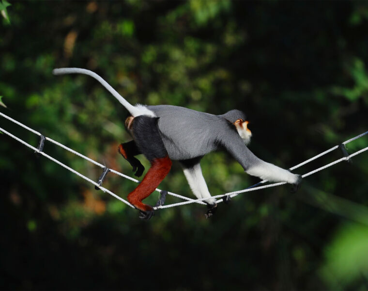 InterContinental Danang's New Bridges to Help Endangered Red-shanked Douc Langurs