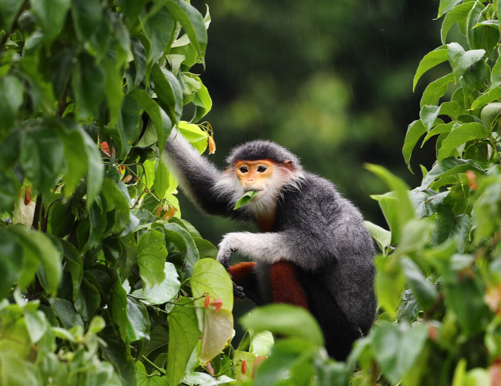 One of the critically-endangered monkey's feeding in the trees