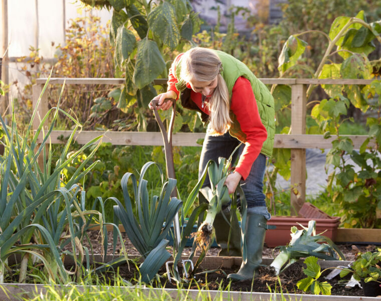 Could Allotment Land Be a Solution to the Lack of Housing in the UK?