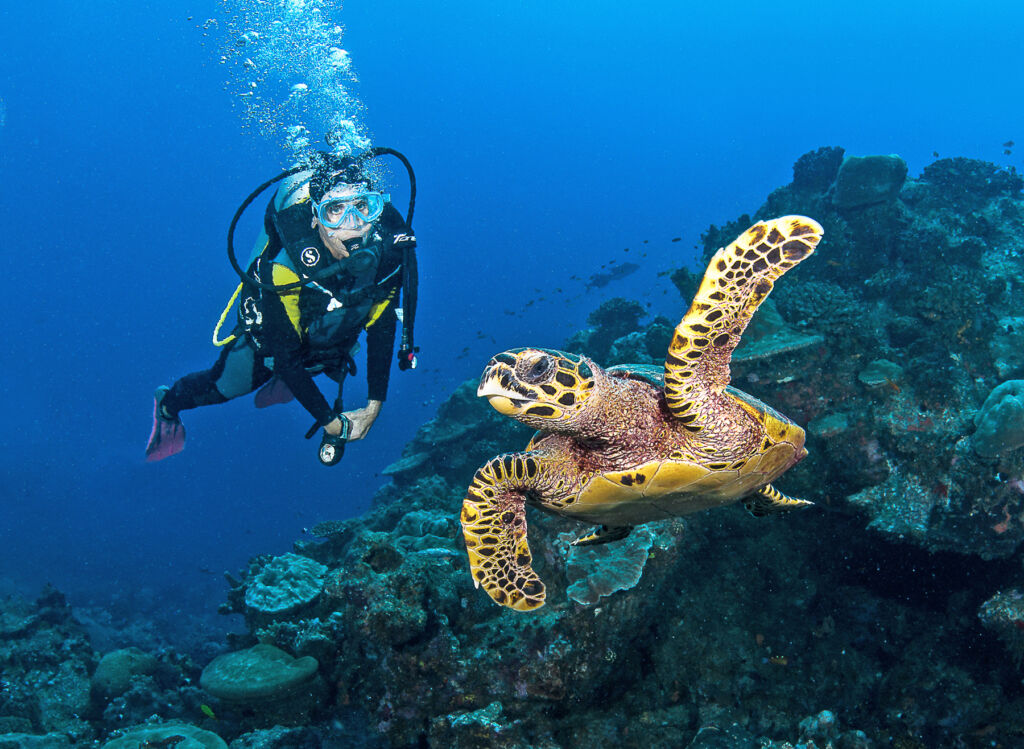 A diver swimming with a sea turtle