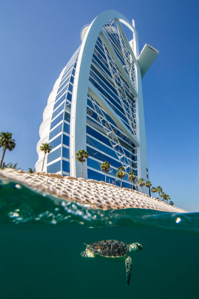A turtle swimming by the iconic hotel