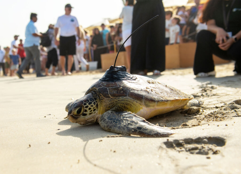 Jumeirah Group Celebrates Marine Conservation Efforts on World Sea Turtle Day