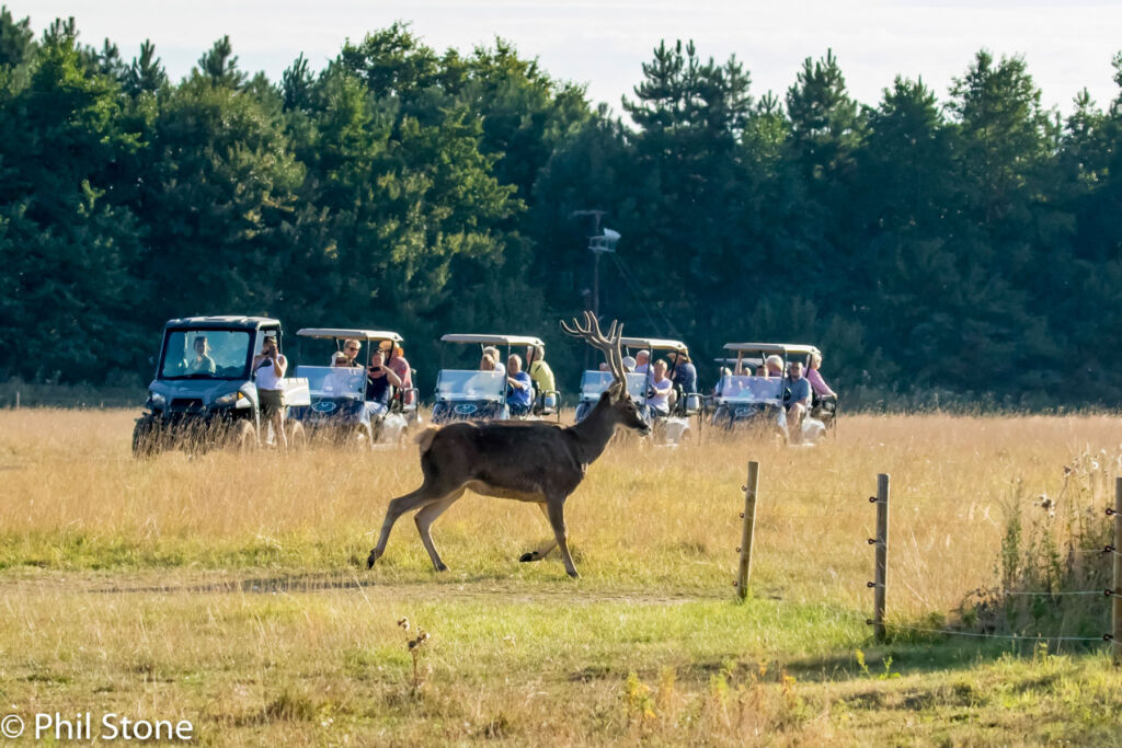 A deer crossing the path of the electric buggies
