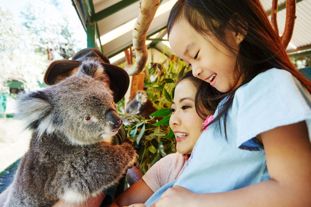 A young girl meeting a Koala