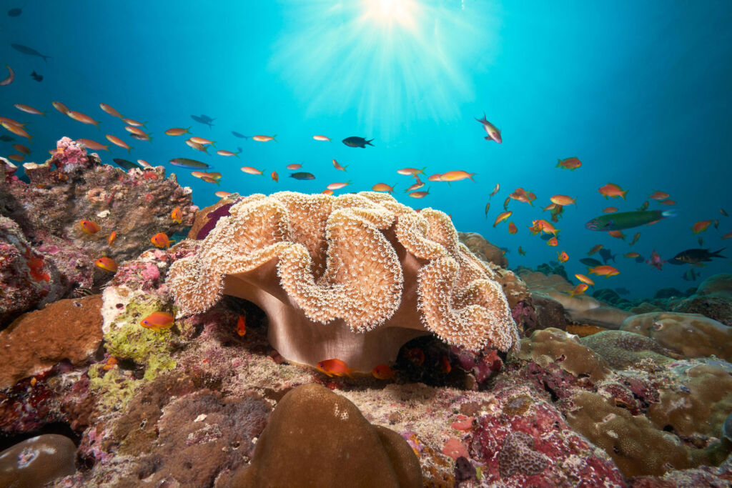 A view of the beautiful 'house reef'