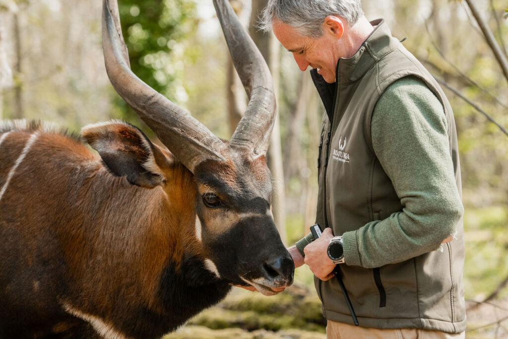Ed Pope with one of the Mountain Bongo's