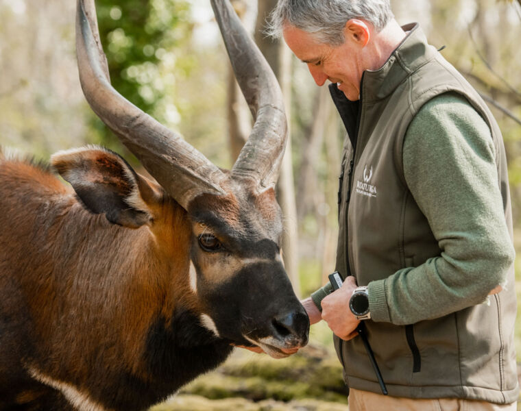 Ed Pope with one of the Mountain Bongo's