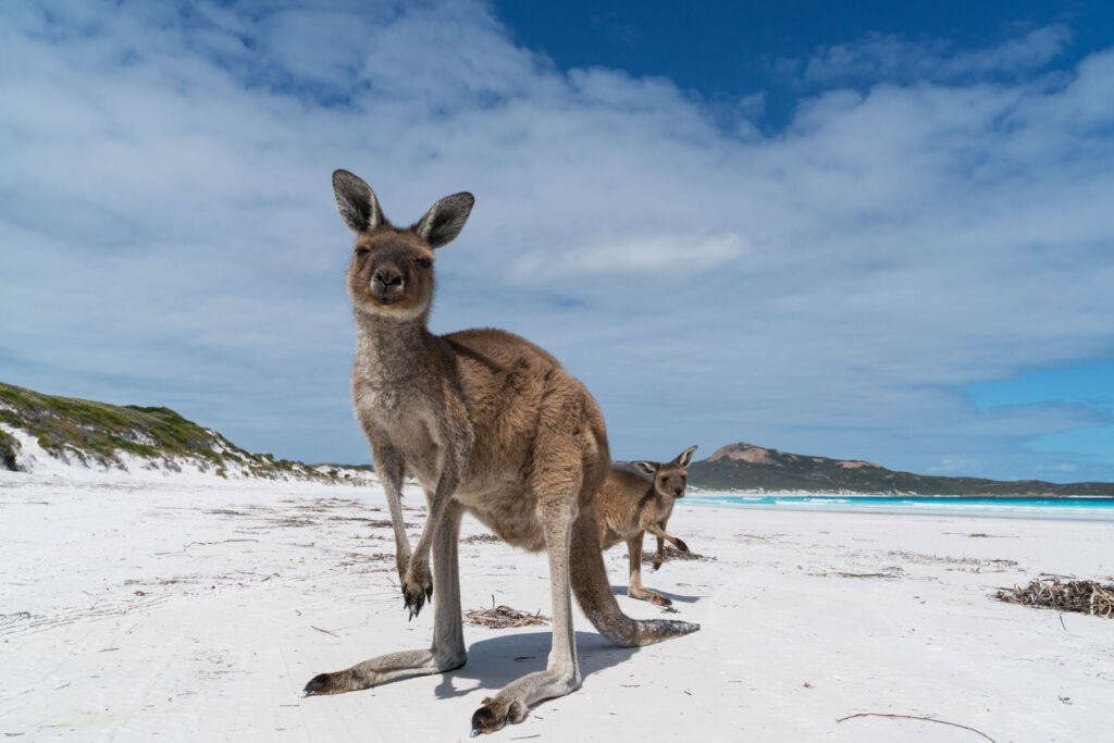 A couple of Kangaroos on the beach