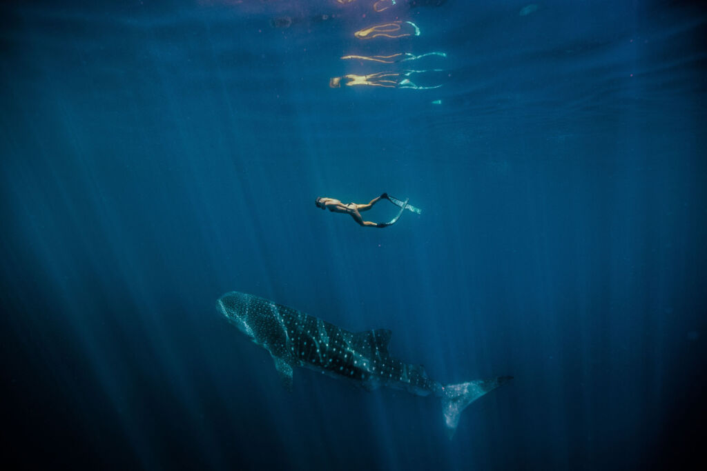 A snorkeler swimming with a whale