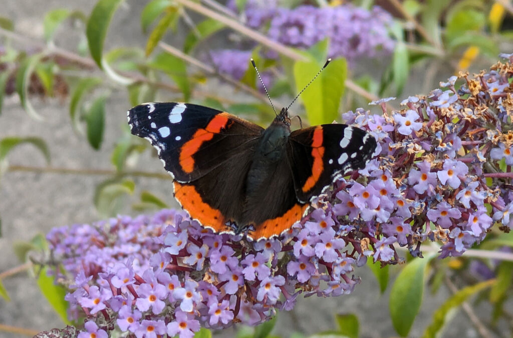A Red Admiral resting on some purple flowers
