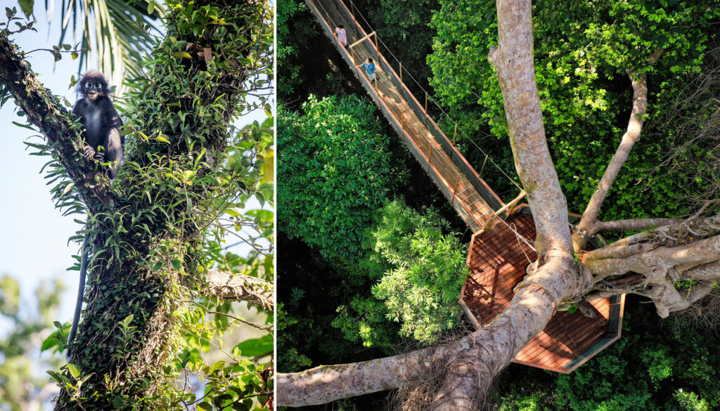 Two images, the first showing a happy Langur in a tree, the second showing people walking on the canopy walkway