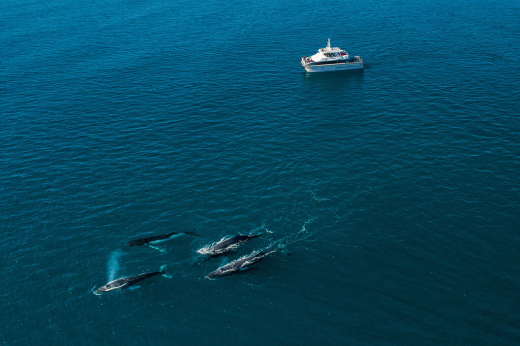 Tourists watching whales from a boat