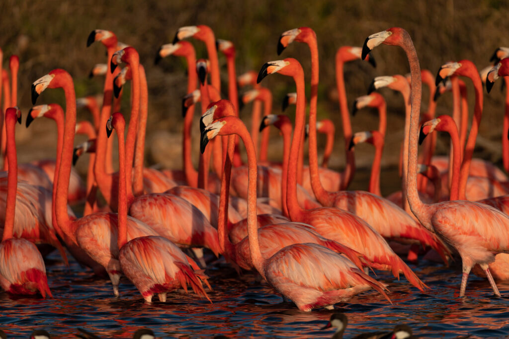 The island's Flamingo population