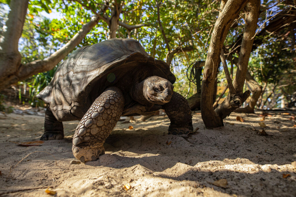 One of the giant tortoises that lives on the island