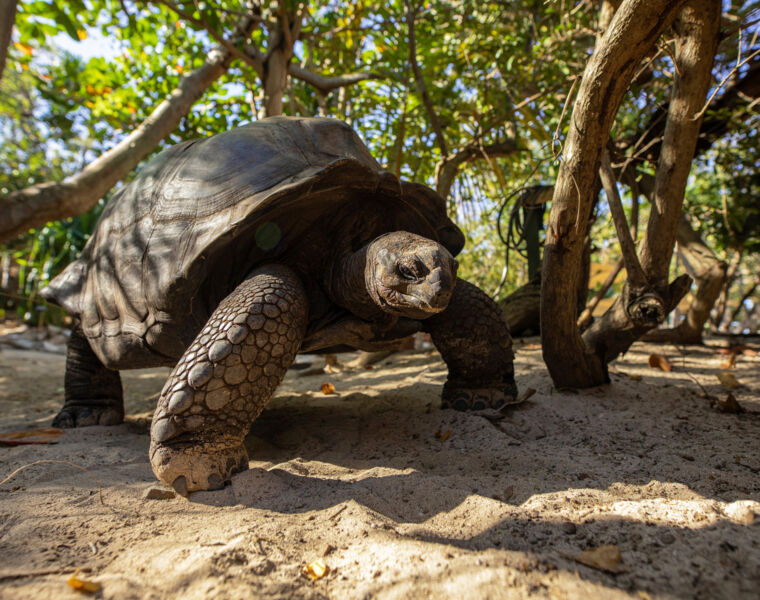 One of the giant tortoises that lives on the island