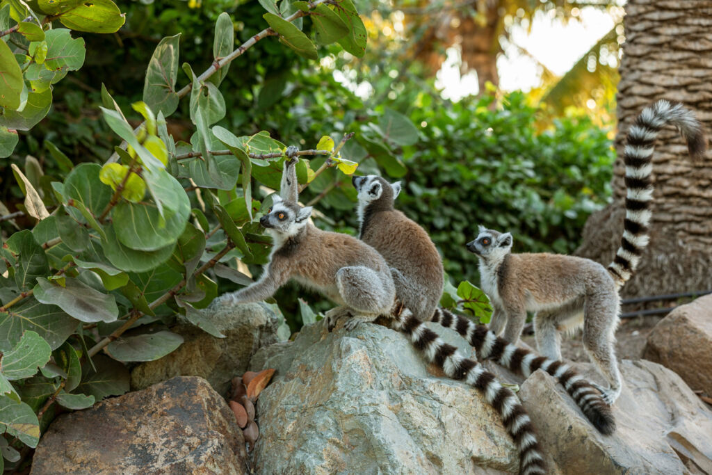 A family of lemurs on the rocks by the mangrove