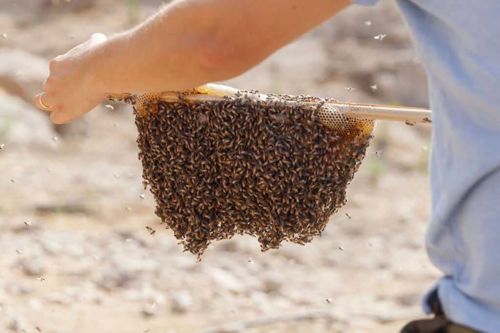The bees being carefully removed from the hive