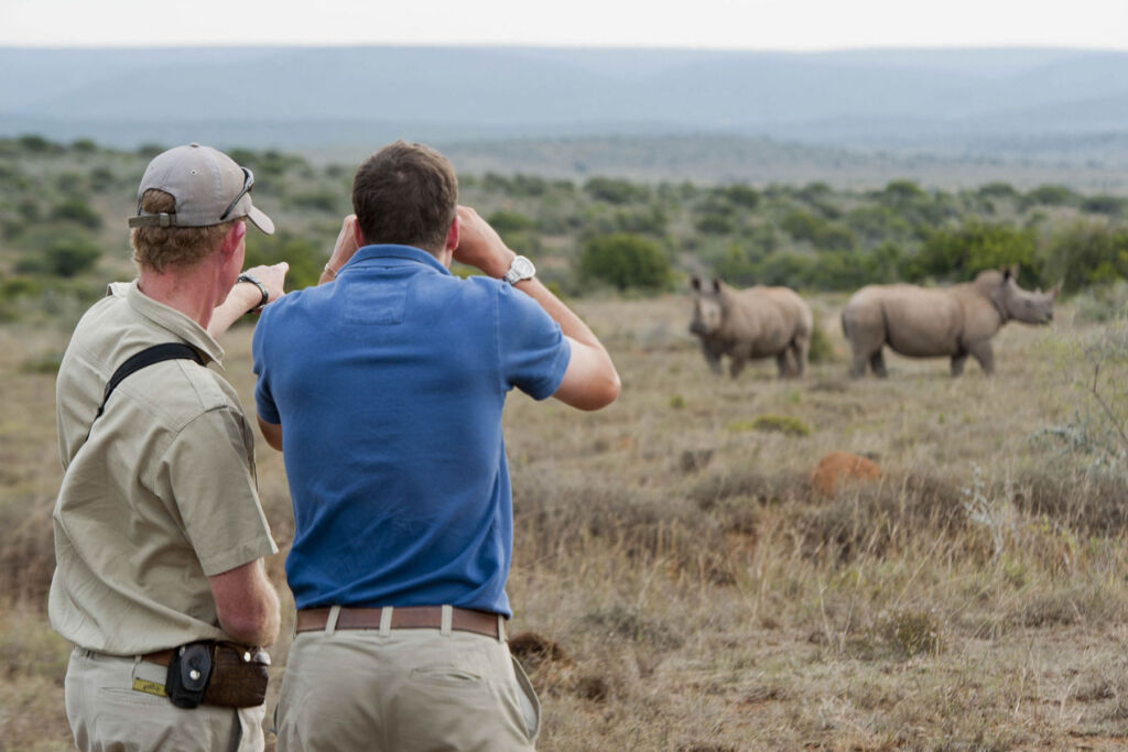 A guest admiring rhinos through binoculars