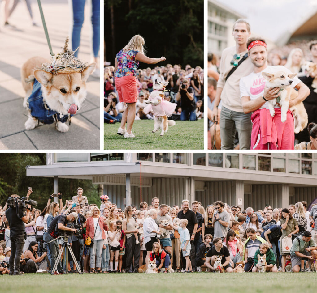 A montage of images of the fun-filled dog race