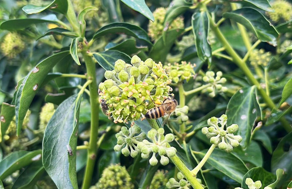 A honey bee on Ivy