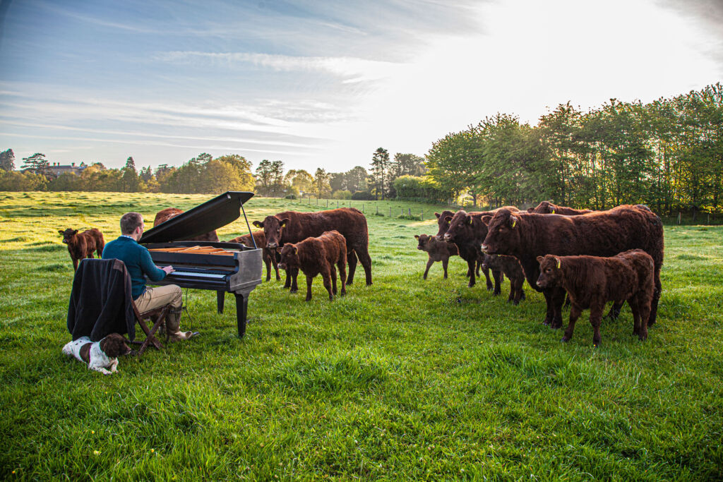 The cows on the farm being serenaded by a pianist