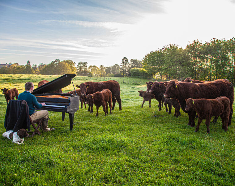 The cows on the farm being serenaded by a pianist