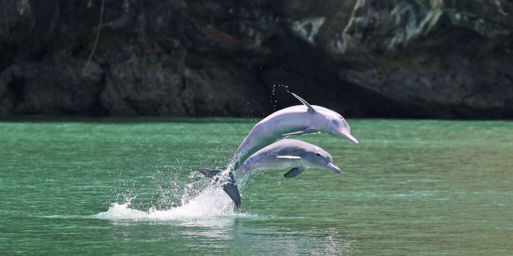 Wild dolphins leaping out of the water
