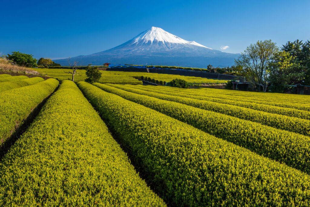 Shizuoka in Japan Unveils New Tours, Experiences, Dining Options and More