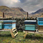 The Snowdonia Honey Co. Shares its 2023 Honey Season Highlights and Challenges