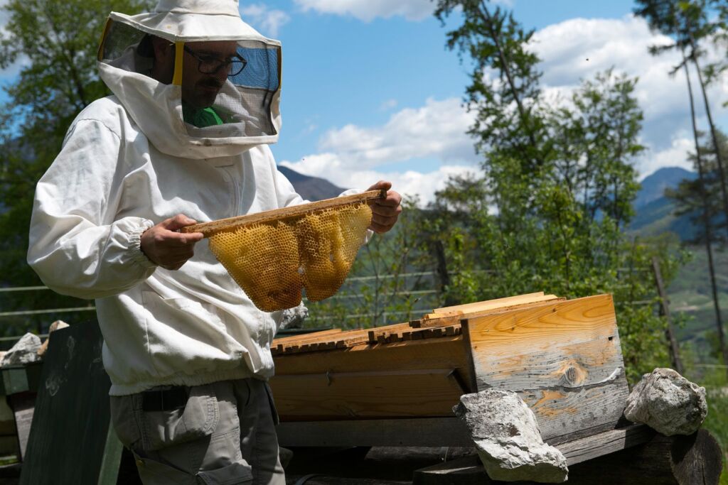 A beekeeper tending to a hive in a vineyard
