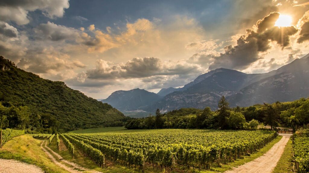 A panoramic photograph of the vineyard, framed by the mountains