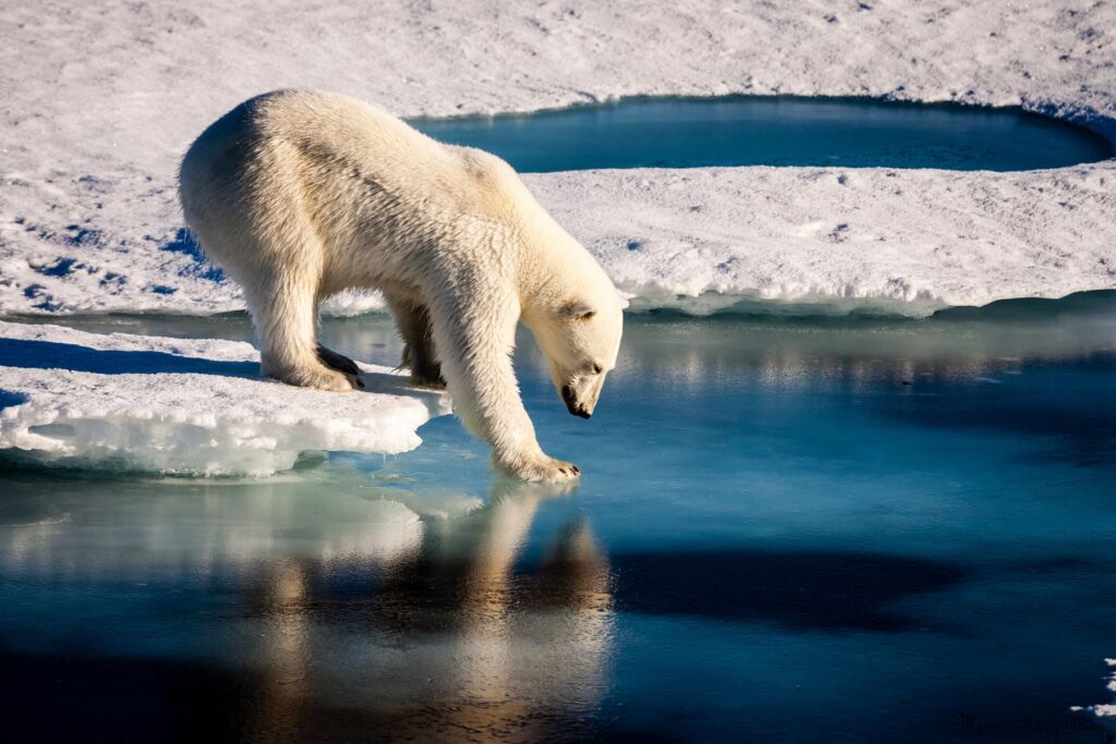 A Polar Bear testing the thickness of the ice