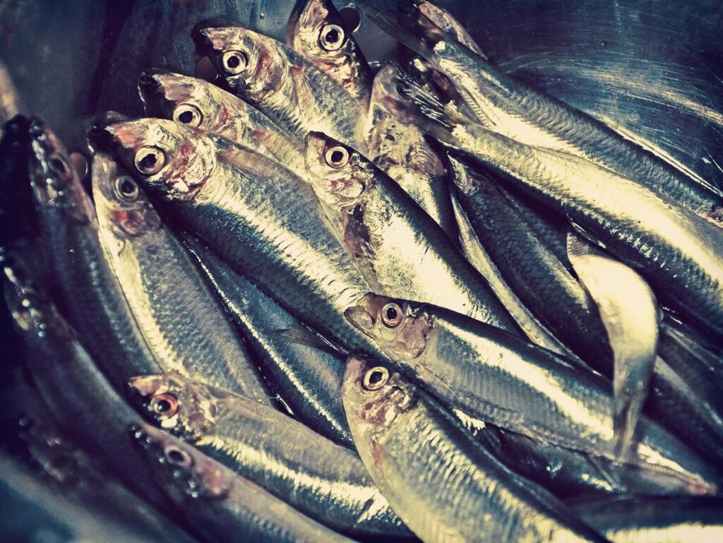 Oily fish, rich in Omega-3 