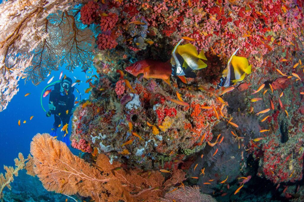 A diver exploring the colourful reefs